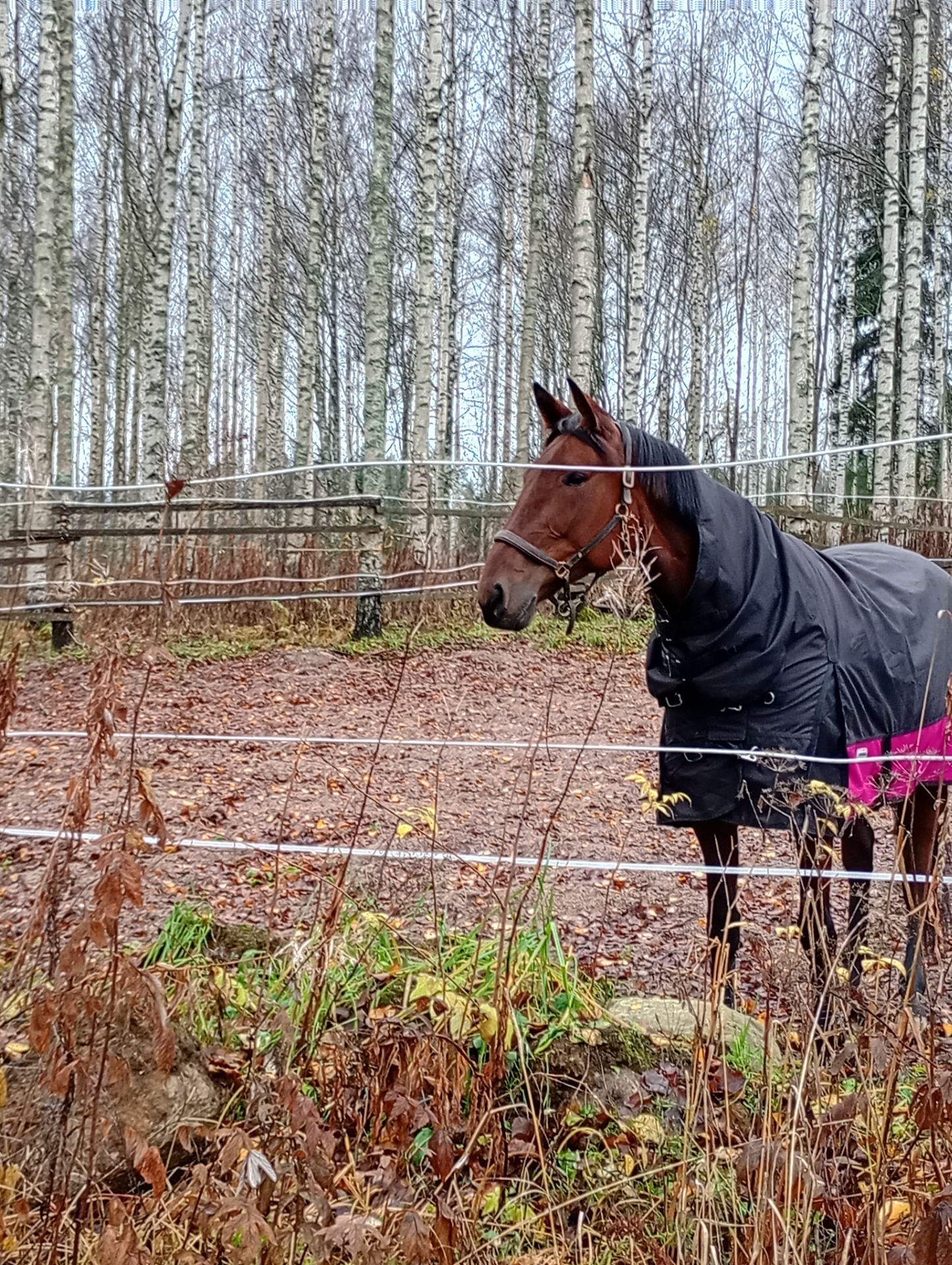 Pinkki, 10v lämminverinen tamma