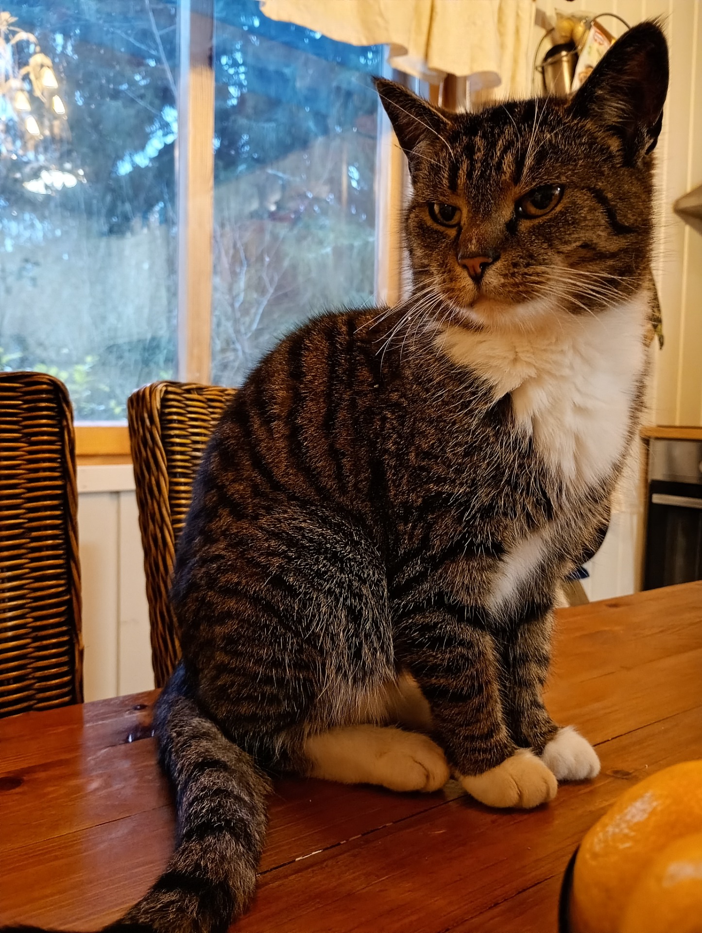 Lusikka-kissa pitää huolen siitä ettei hiiret valtaa tonttia!