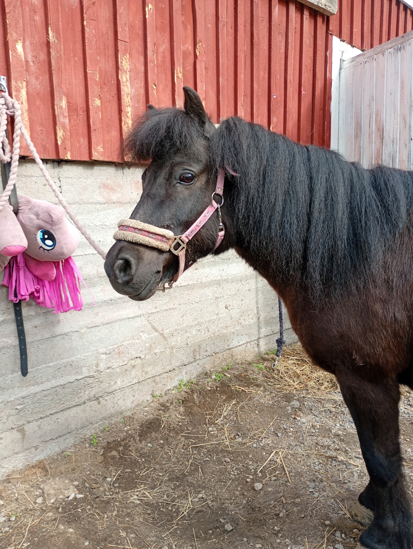 Hippu, 18v , shetlanninponi, tamma